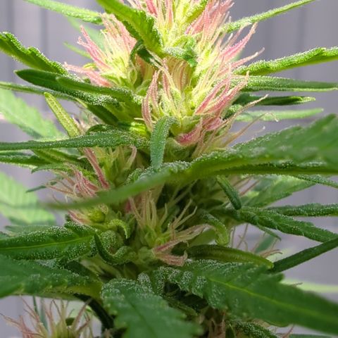 Shaman #2 growlog timeline photo