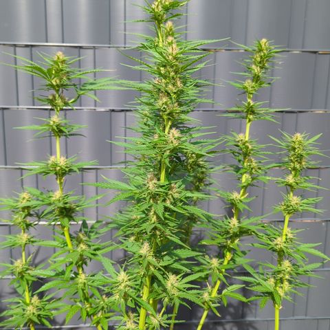 Shaman #2 growlog timeline photo