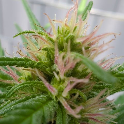 Shaman #2 growlog timeline photo