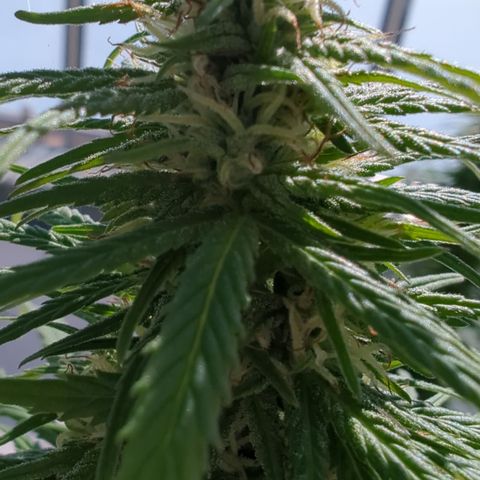 Orange Bud #1 growlog timeline photo