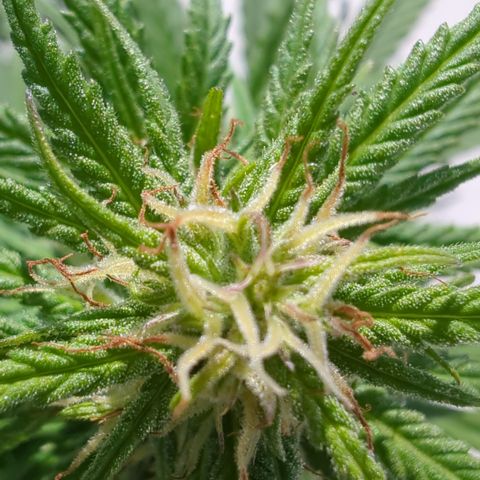 Orange Bud #1 growlog timeline photo