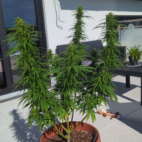 Orange Bud #1 growlog timeline photo