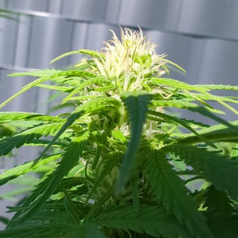 Skunk #1 #1 growlog timeline photo