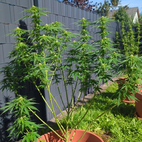 Skunk #1 #1 growlog timeline photo