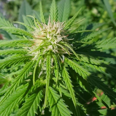 Skunk #1 #1 growlog timeline photo