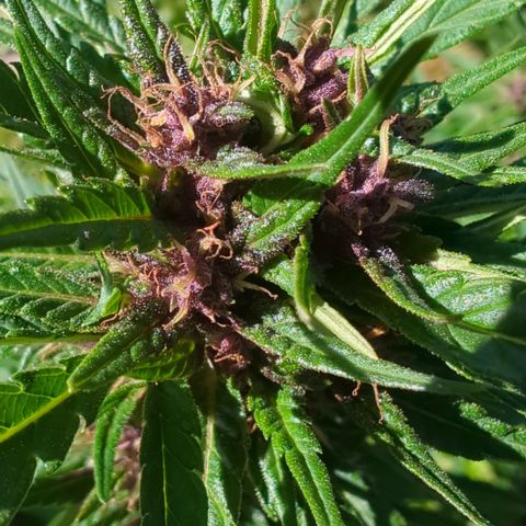 Shaman #1 growlog timeline photo