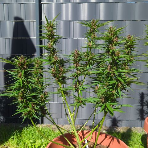 Shaman #1 growlog timeline photo