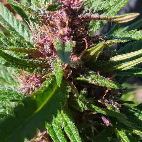 Shaman #1 growlog timeline photo