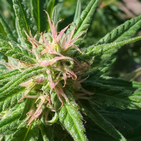Shaman #2 growlog timeline photo