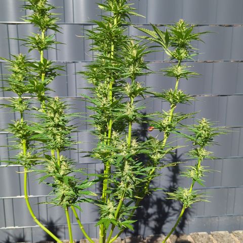 Shaman #2 growlog timeline photo