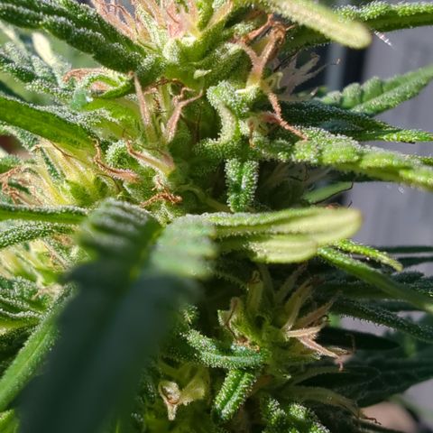 Shaman #2 growlog timeline photo