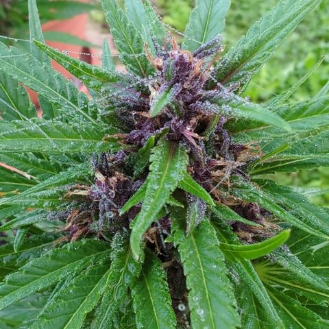 Shaman #1 growlog timeline photo