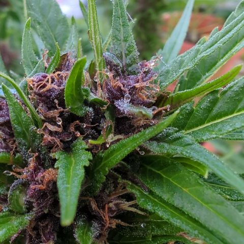 Shaman #1 growlog timeline photo