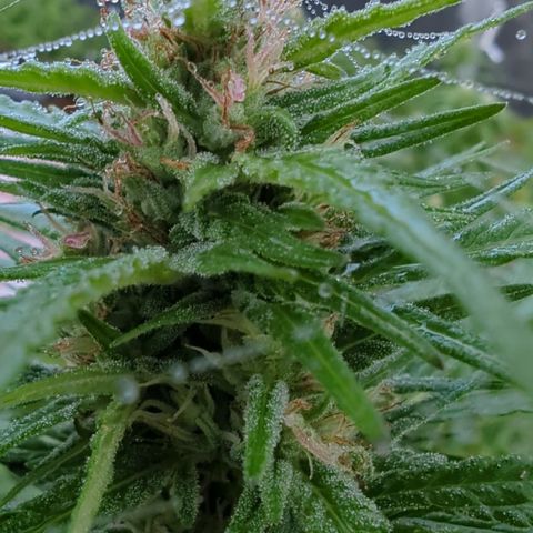 Shaman #2 growlog timeline photo