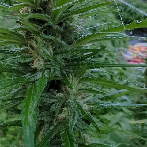 Shaman #2 growlog timeline photo