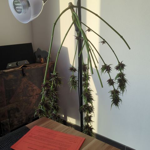 Shaman #1 growlog timeline photo