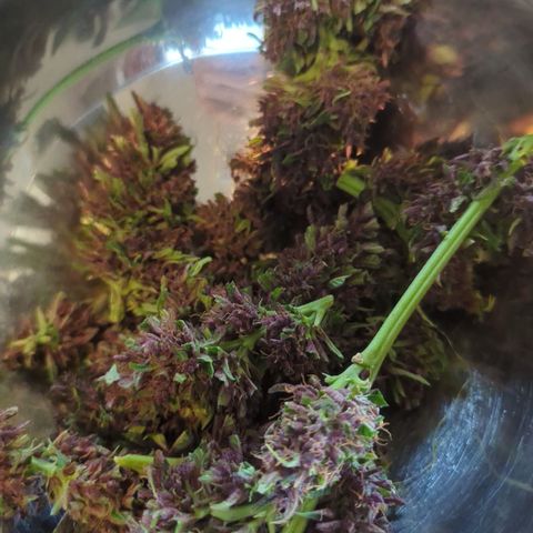 Shaman #1 growlog timeline photo
