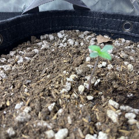 White Widow 1.0 growlog timeline photo