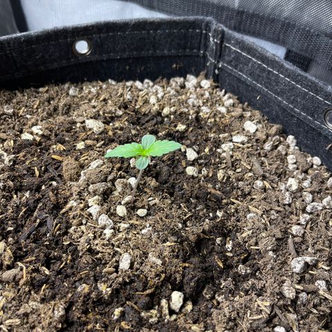 White Widow 1.0 growlog timeline photo