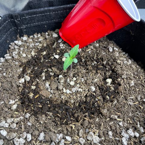 White Widow 1.0 growlog timeline photo