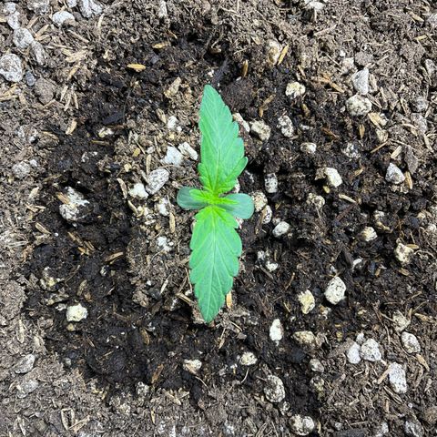 White Widow 1.0 growlog timeline photo