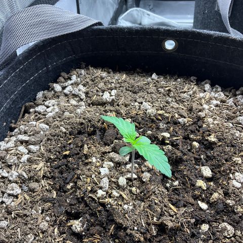 White Widow 1.0 growlog timeline photo