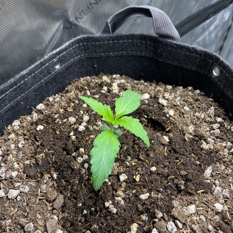 White Widow 1.0 growlog timeline photo