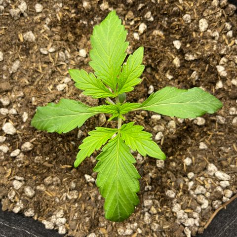 White Widow 1.0 growlog timeline photo
