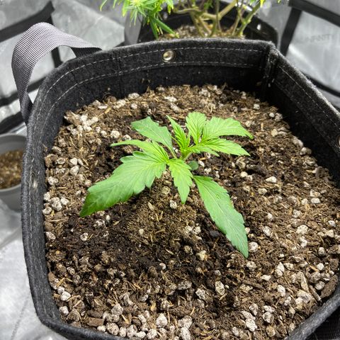 White Widow 1.0 growlog timeline photo