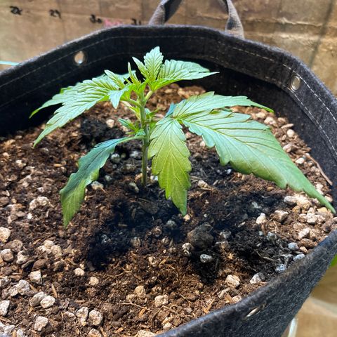 White Widow 1.0 growlog timeline photo