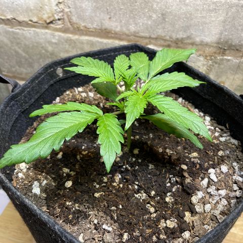 White Widow 1.0 growlog timeline photo