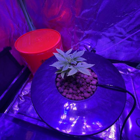 Mother  growlog timeline photo