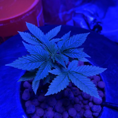 Mother  growlog timeline photo