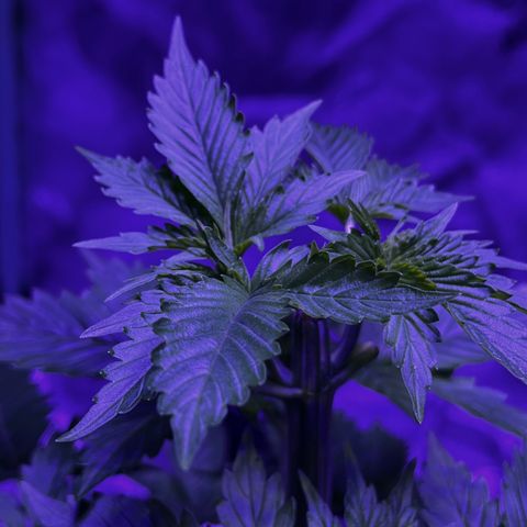 Mother  growlog timeline photo