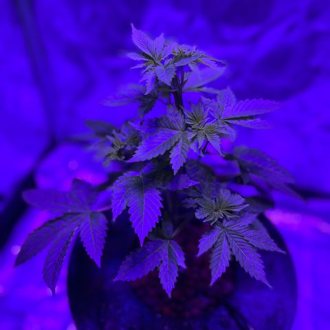 Mother  growlog timeline photo