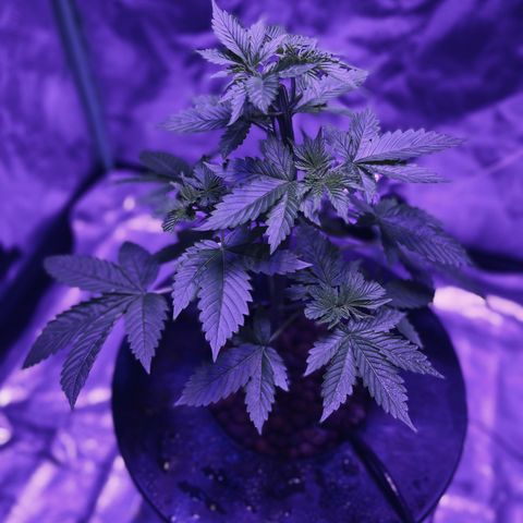 Mother  growlog timeline photo