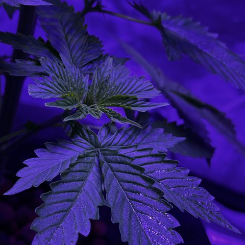 Mother  growlog timeline photo