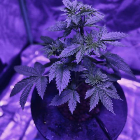 Mother  growlog timeline photo