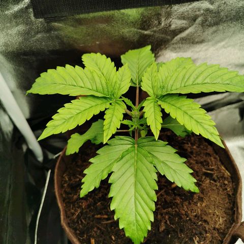 Sweatmix 1 (Unbekannte Sorte) growlog timeline photo