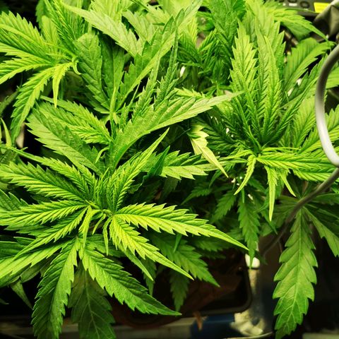 Sweetmix 2 (unbekannte Sorte) growlog photo: Temperatur im Zelt bei 26,6°C und 42% Luftfeuchtigkeit. 