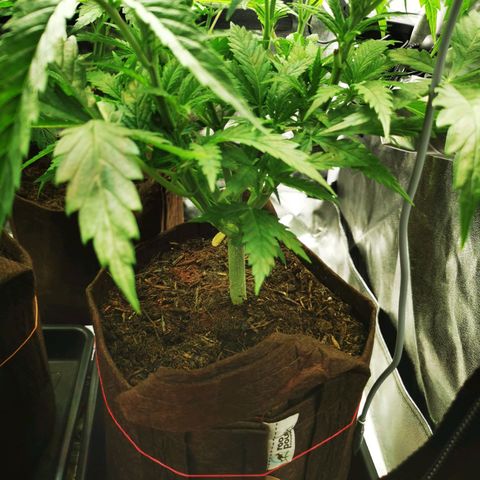 Sweetmix 2 (unbekannte Sorte) growlog timeline photo