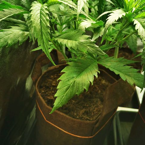 Sweetmix 3 (unbekannte Sorte) growlog photo: Temperatur im Zelt bei 26,6°C und Luftfeuchtigkeit bei 42%