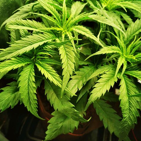 Sweetmix 3 (unbekannte Sorte) growlog photo: Temperatur im Zelt bei 26,6°C und Luftfeuchtigkeit bei 42%