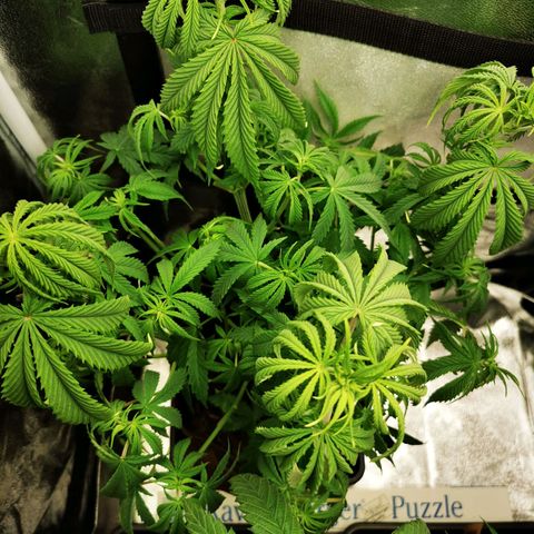 Sweatmix 1 (Unbekannte Sorte) growlog timeline photo