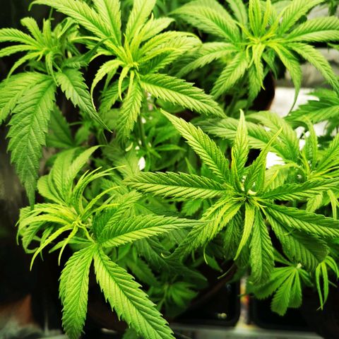 Sweetmix 2 (unbekannte Sorte) growlog timeline photo