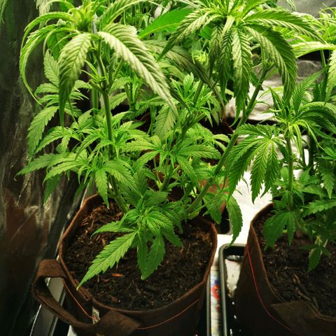 Sweetmix 2 (unbekannte Sorte) growlog timeline photo