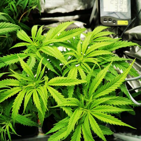 Sweetmix 3 (unbekannte Sorte) growlog timeline photo