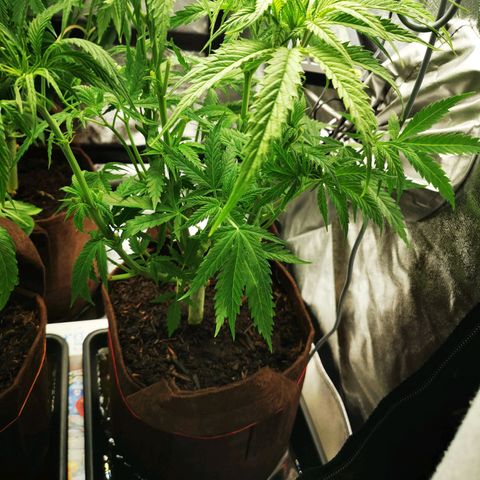 Sweetmix 3 (unbekannte Sorte) growlog timeline photo