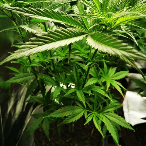 Sweetmix 2 (unbekannte Sorte) growlog timeline photo