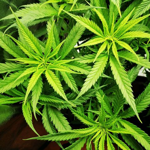 Sweetmix 2 (unbekannte Sorte) growlog timeline photo